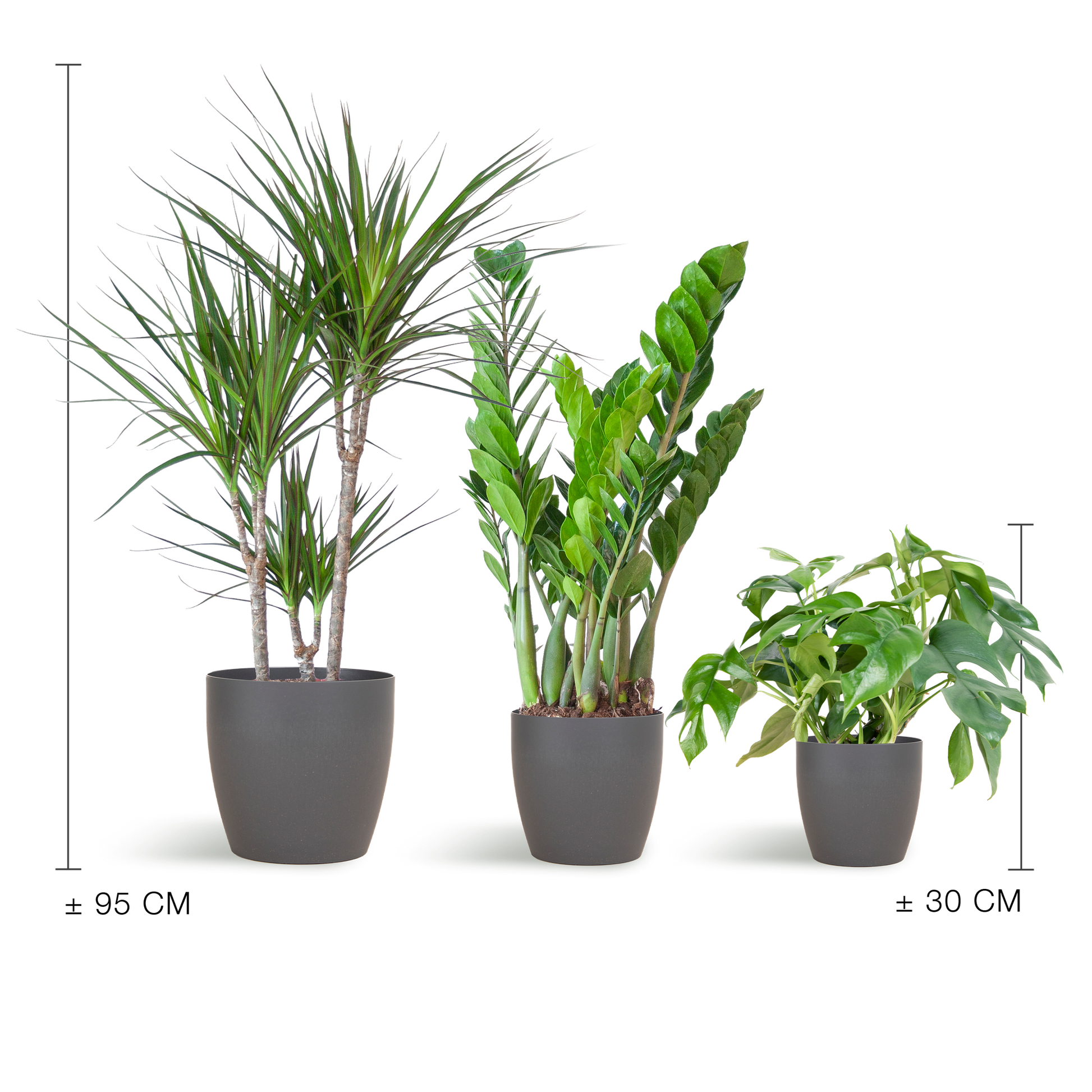 Shade Plant Box – medium – mit Vibers-Topf grau - Botanic-Vibes
