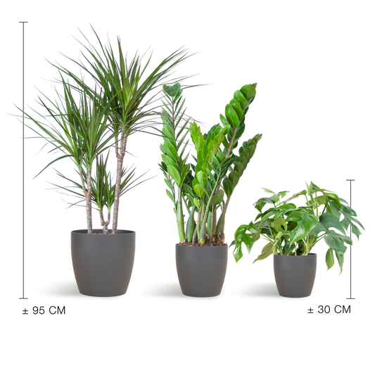 Shade Plant Box – medium – mit Vibers-Topf grau - Botanic-Vibes