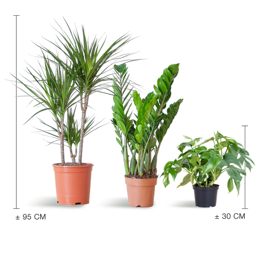 Shade Plant Box - medium - ohne Dekotopf - Botanic-Vibes