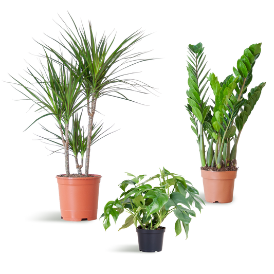 Shade Plant Box - medium - ohne Dekotopf - Botanic-Vibes