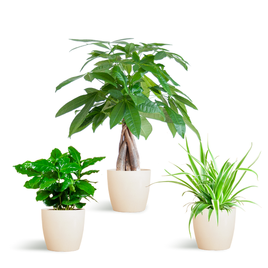 Tierfreundliche Pflanzbox - klein - mit topf Viber White - Ø12 - Botanic-Vibes