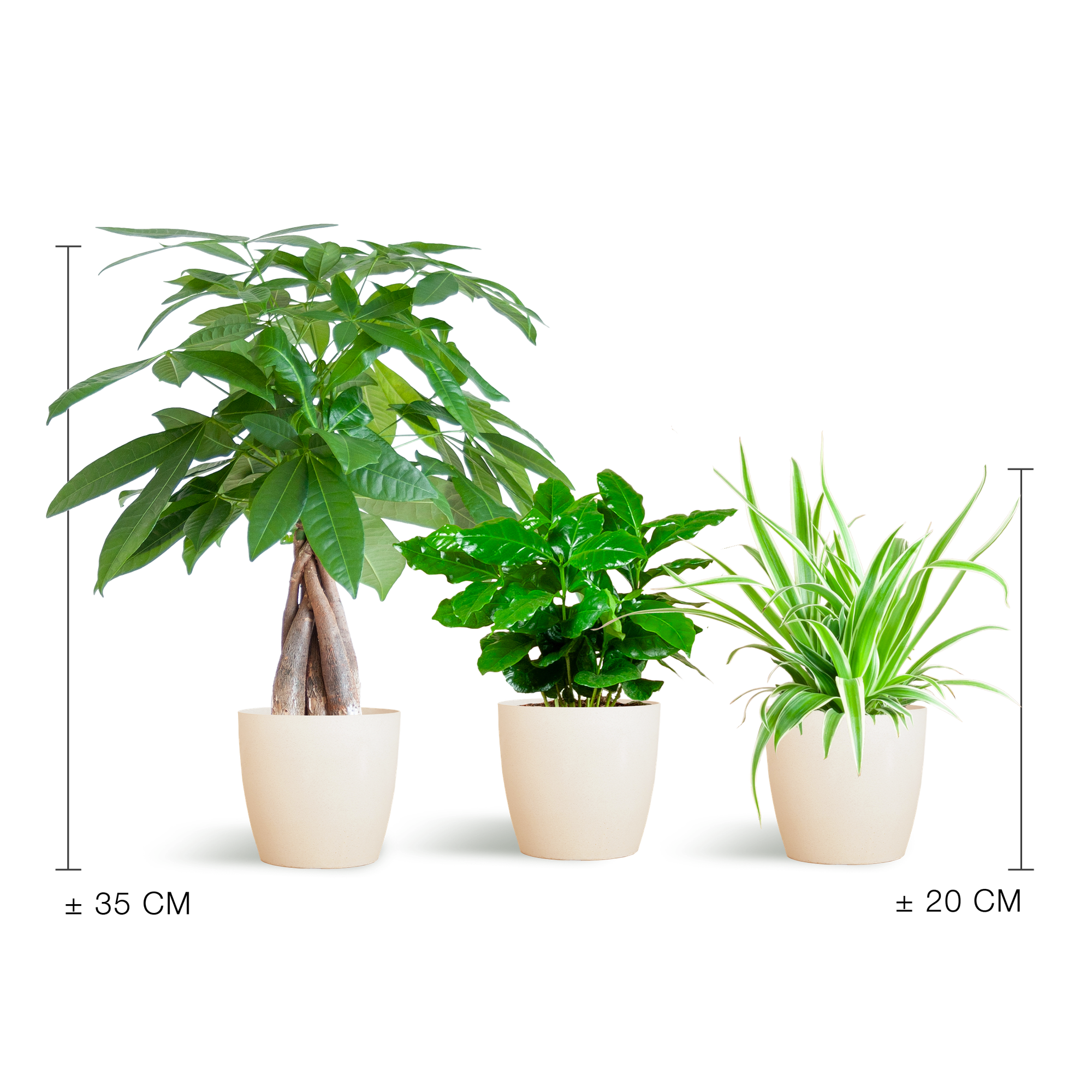 Tierfreundliche Pflanzbox - klein - mit topf Viber White - Ø12 - Botanic-Vibes