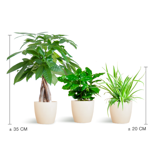 Tierfreundliche Pflanzbox - klein - mit topf Viber White - Ø12 - Botanic-Vibes