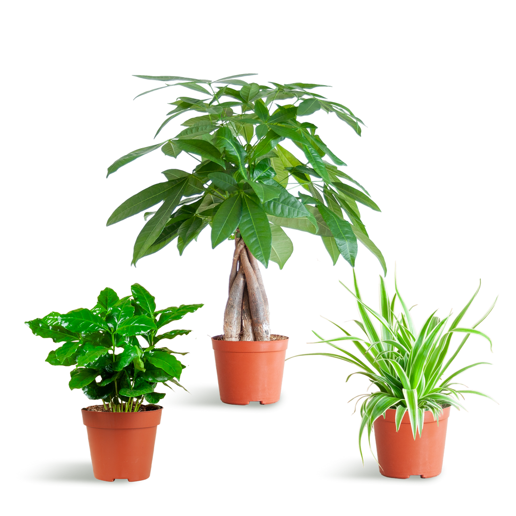 Tierfreundliche Plant Box - klein - ohne Dekotopf - Ø12 - Botanic-Vibes