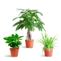 Tierfreundliche Plant Box - klein - ohne Dekotopf - Ø12 - Botanic-Vibes