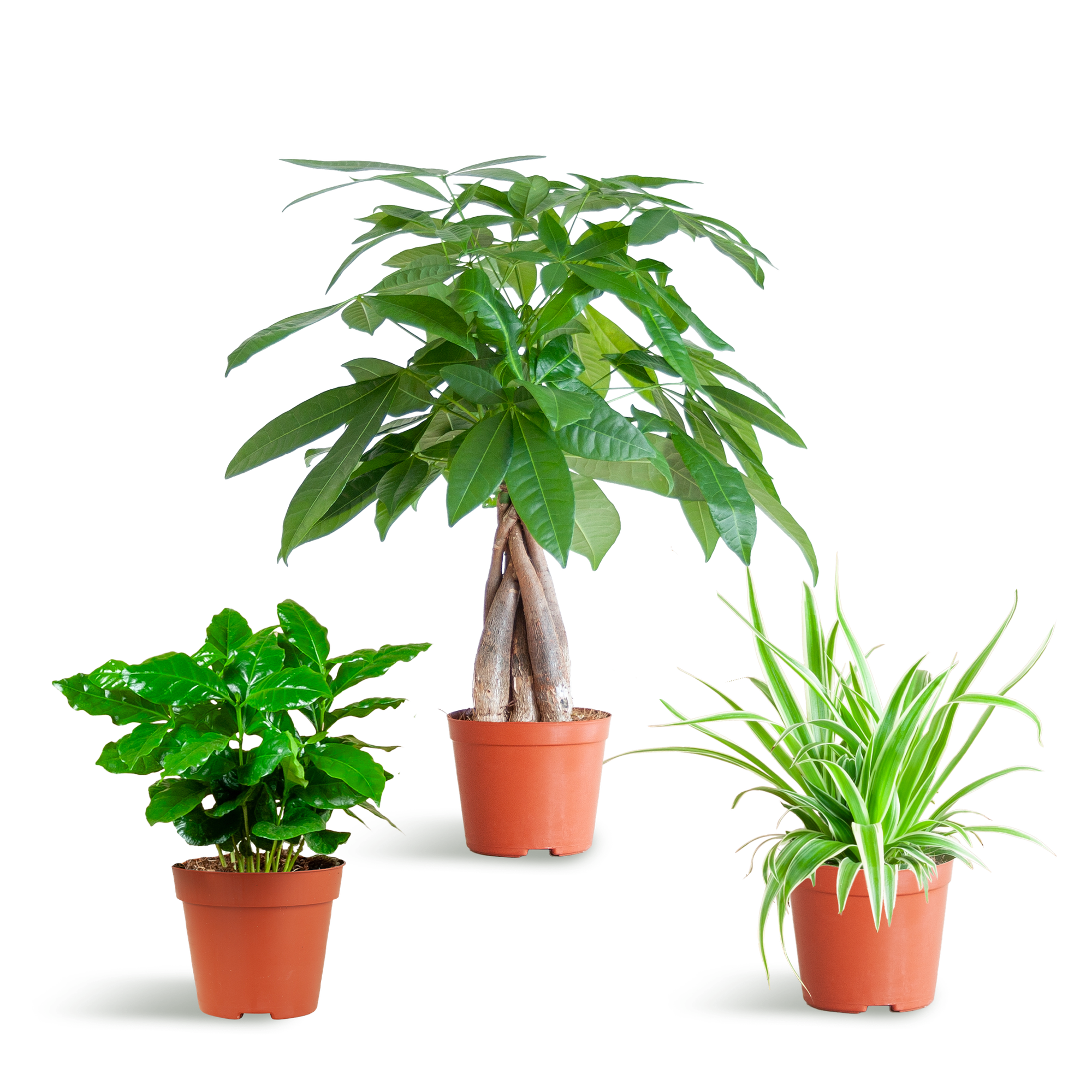 Tierfreundliche Plant Box - klein - ohne Dekotopf - Ø12 - Botanic-Vibes