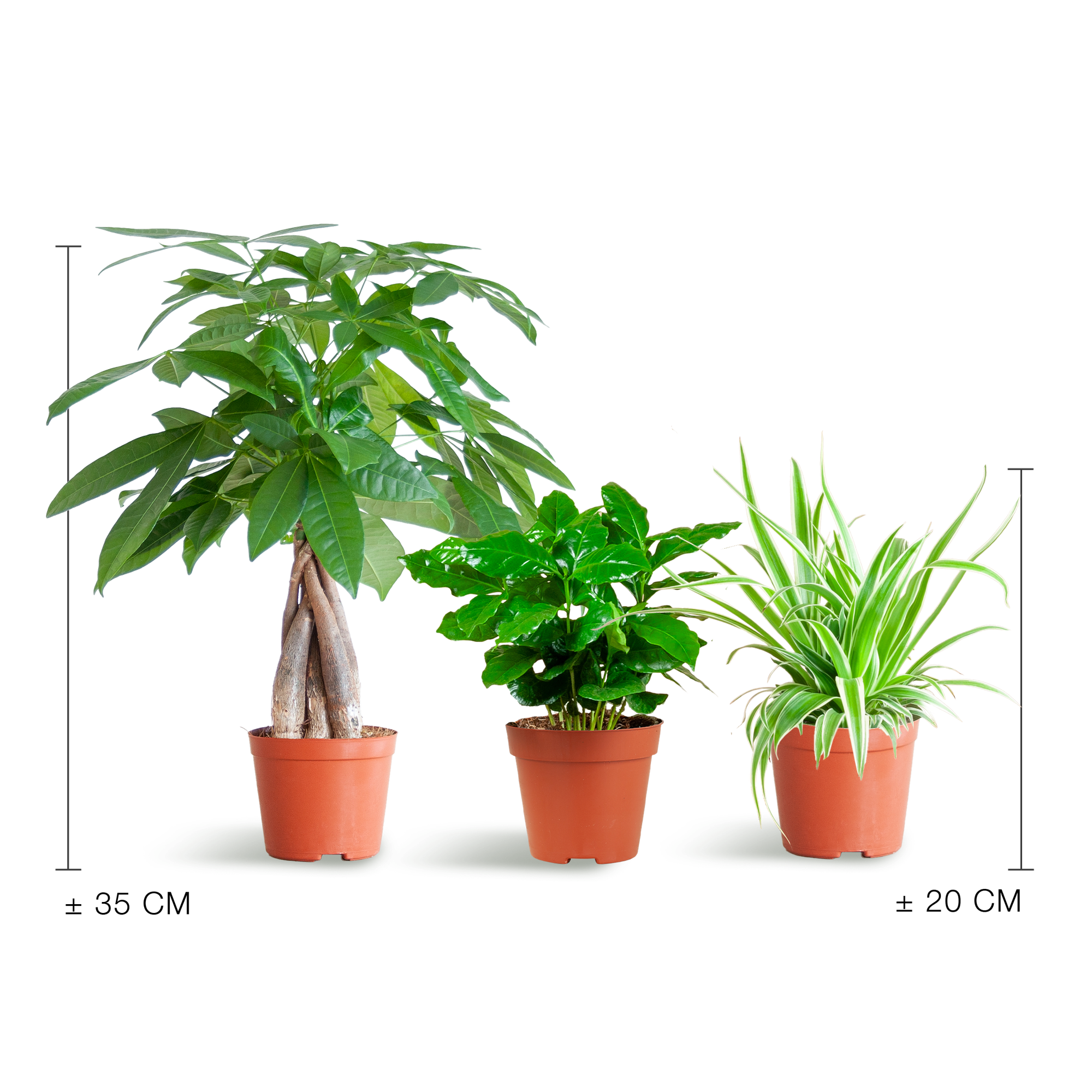 Tierfreundliche Plant Box - klein - ohne Dekotopf - Ø12 - Botanic-Vibes