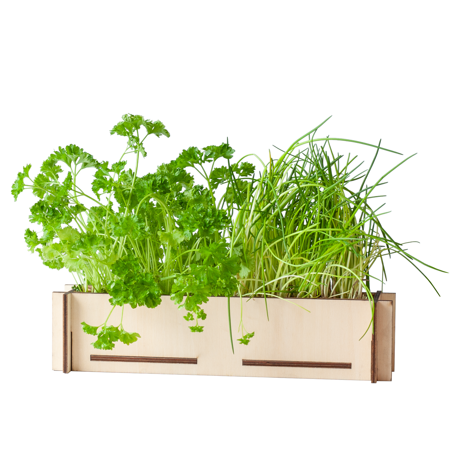 Kräuterpost – Petersilie & Schnittlauch – inkl. Anzuchttablett aus Holz - Botanic-Vibes
