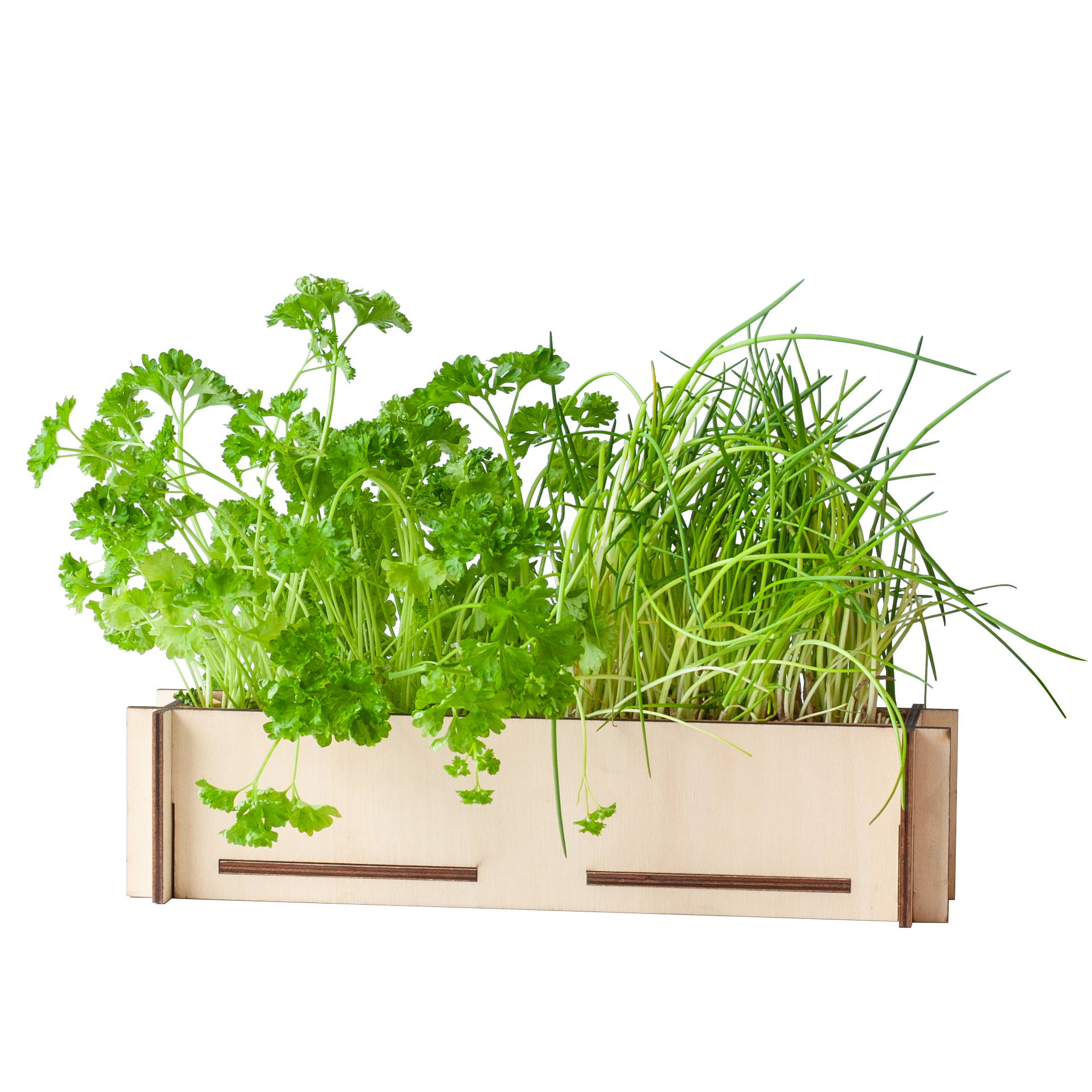 Kräuterpost – Petersilie & Schnittlauch – inkl. Anzuchttablett aus Holz - Botanic-Vibes