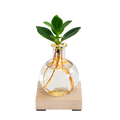 Glowplant – clusia in einer vase mit einer lampe - Botanic-Vibes