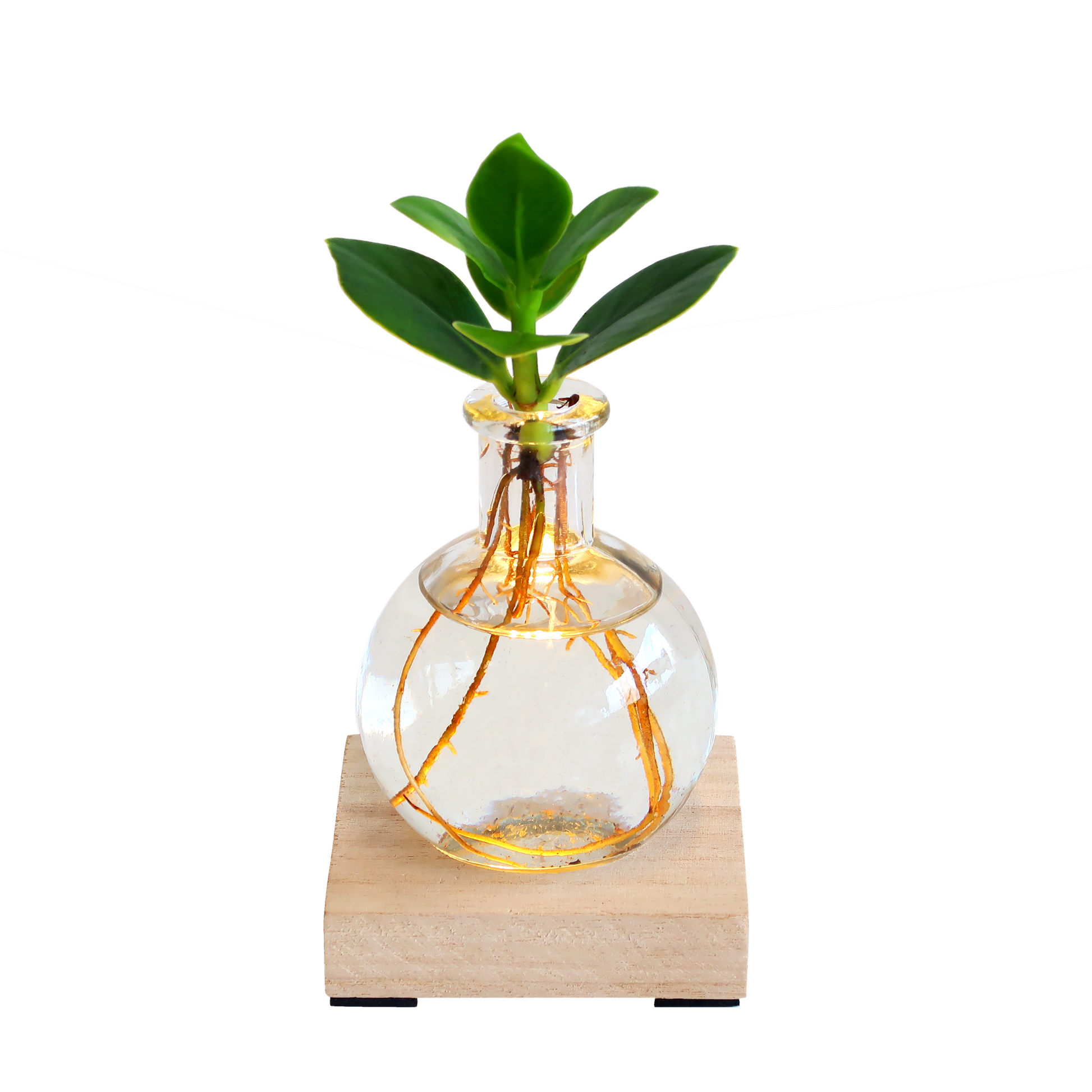 Glowplant – clusia in einer vase mit einer lampe - Botanic-Vibes