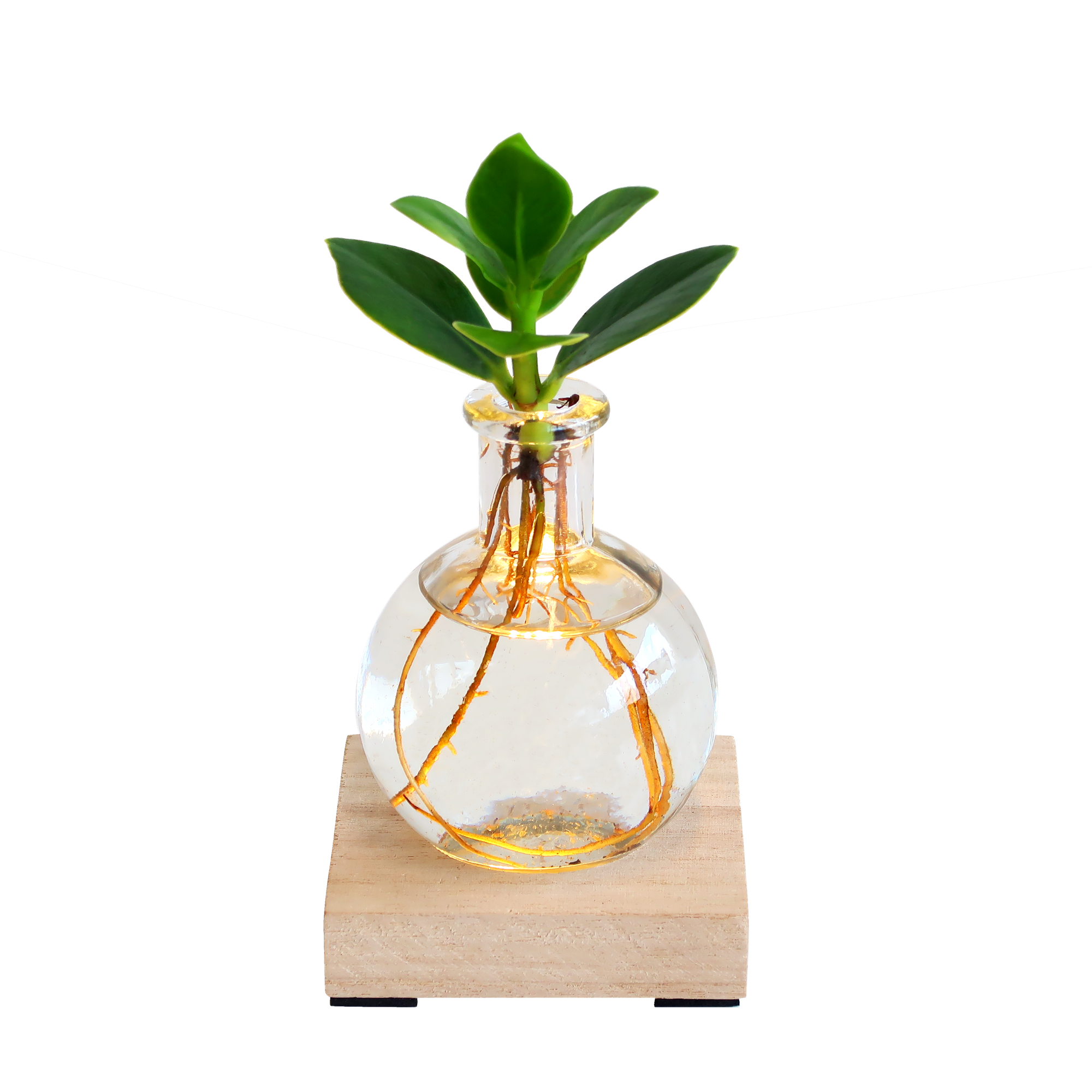 Glowplant – clusia in einer vase mit einer lampe - Botanic-Vibes