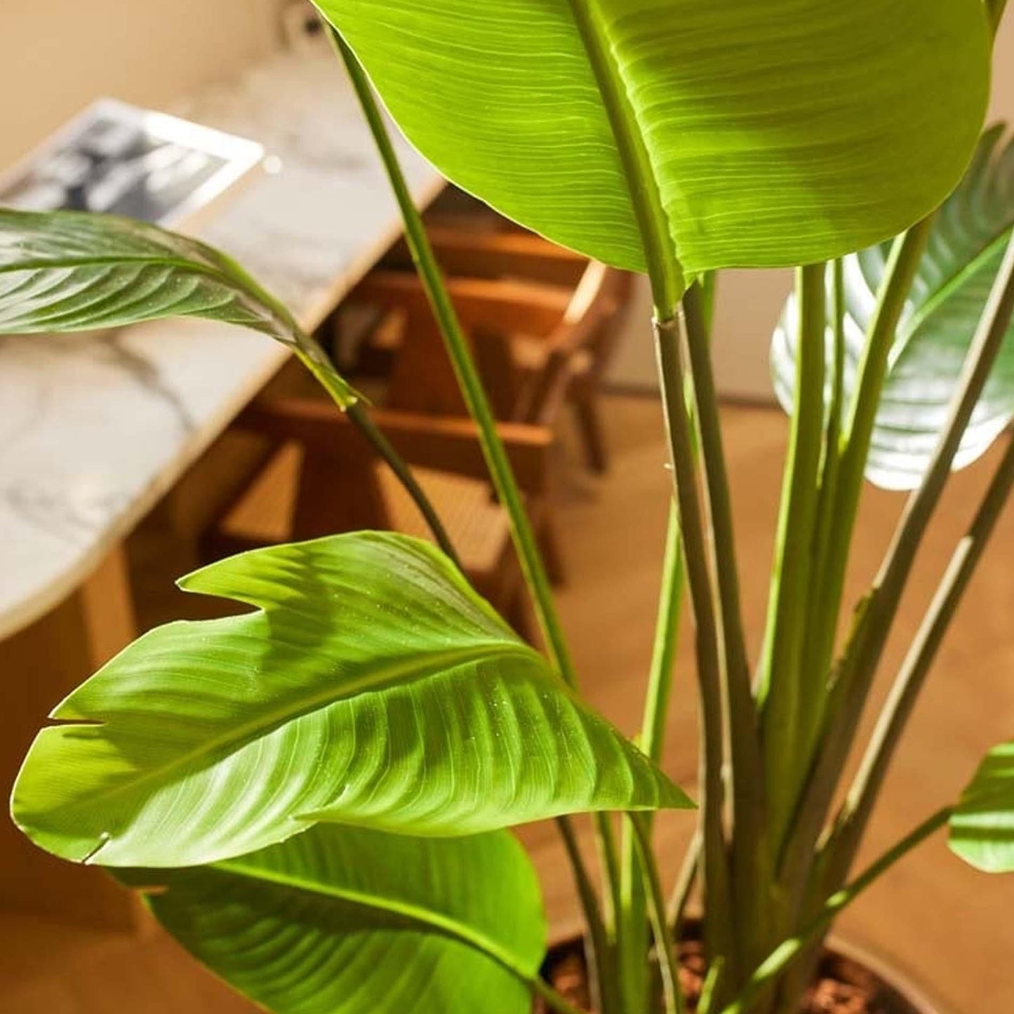 Strelitzia nicolai - 180 cm - In zwarte pot - Kunstplant - Botanic-Vibes