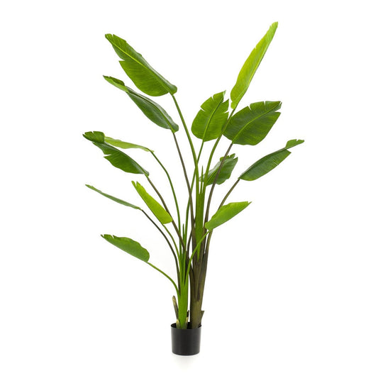 Strelitzia nicolai - 180 cm - In zwarte pot - Kunstplant - Botanic-Vibes