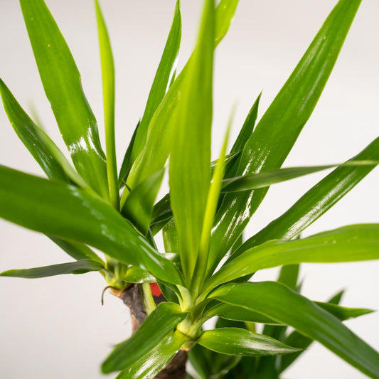 2x Yucca – 90cm – Ø17cm - Botanic-Vibes