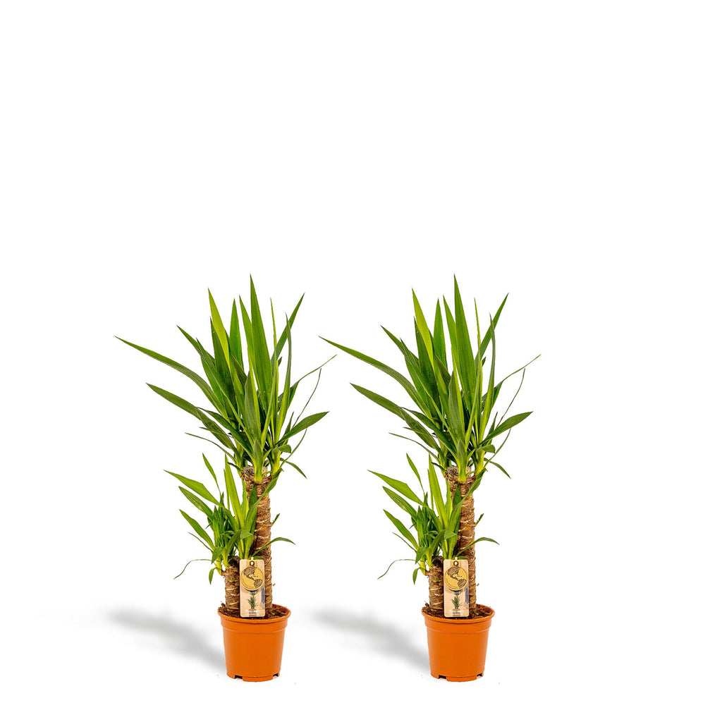 2x Yucca – 90cm – Ø17cm - Botanic-Vibes