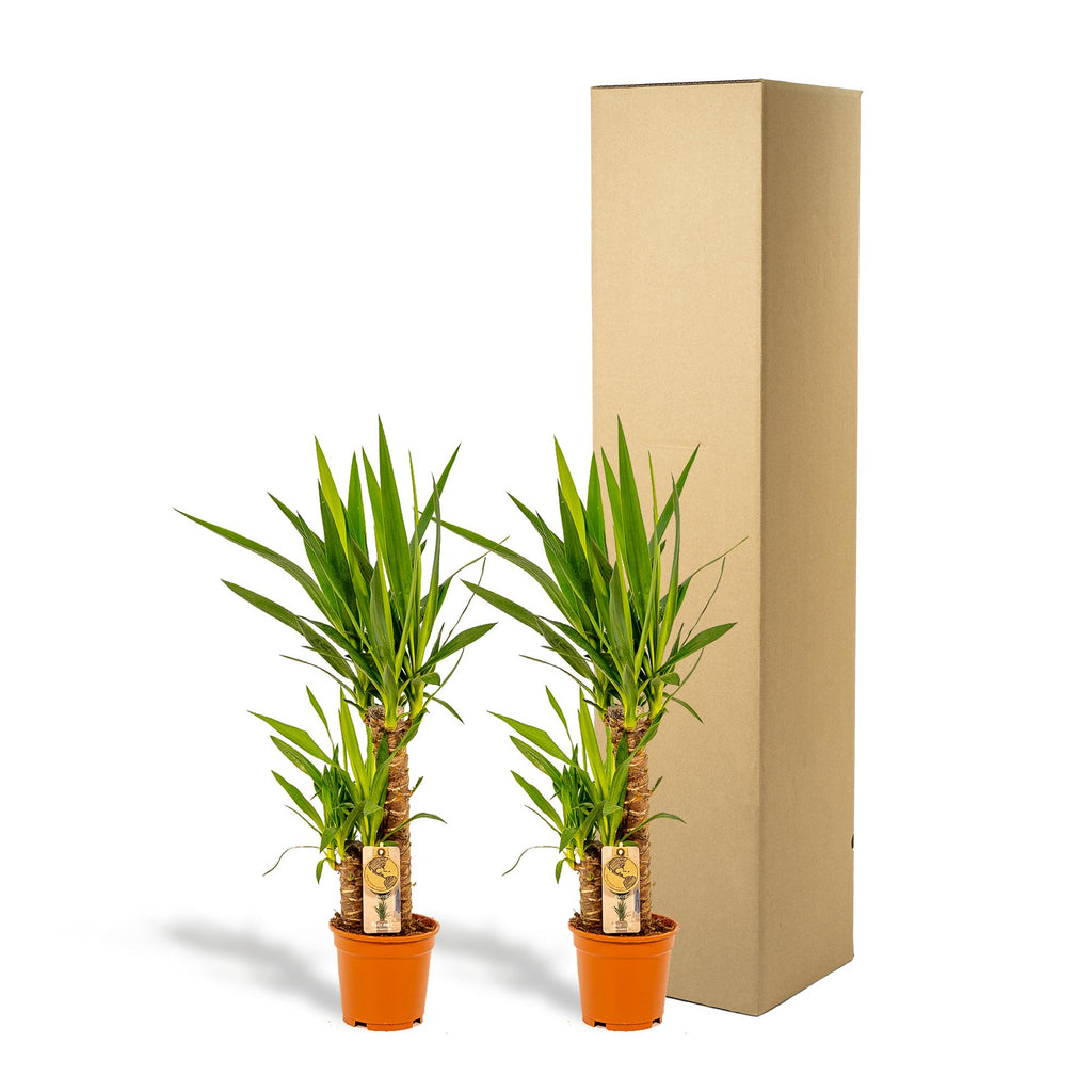 2x Yucca – 90cm – Ø17cm - Botanic-Vibes