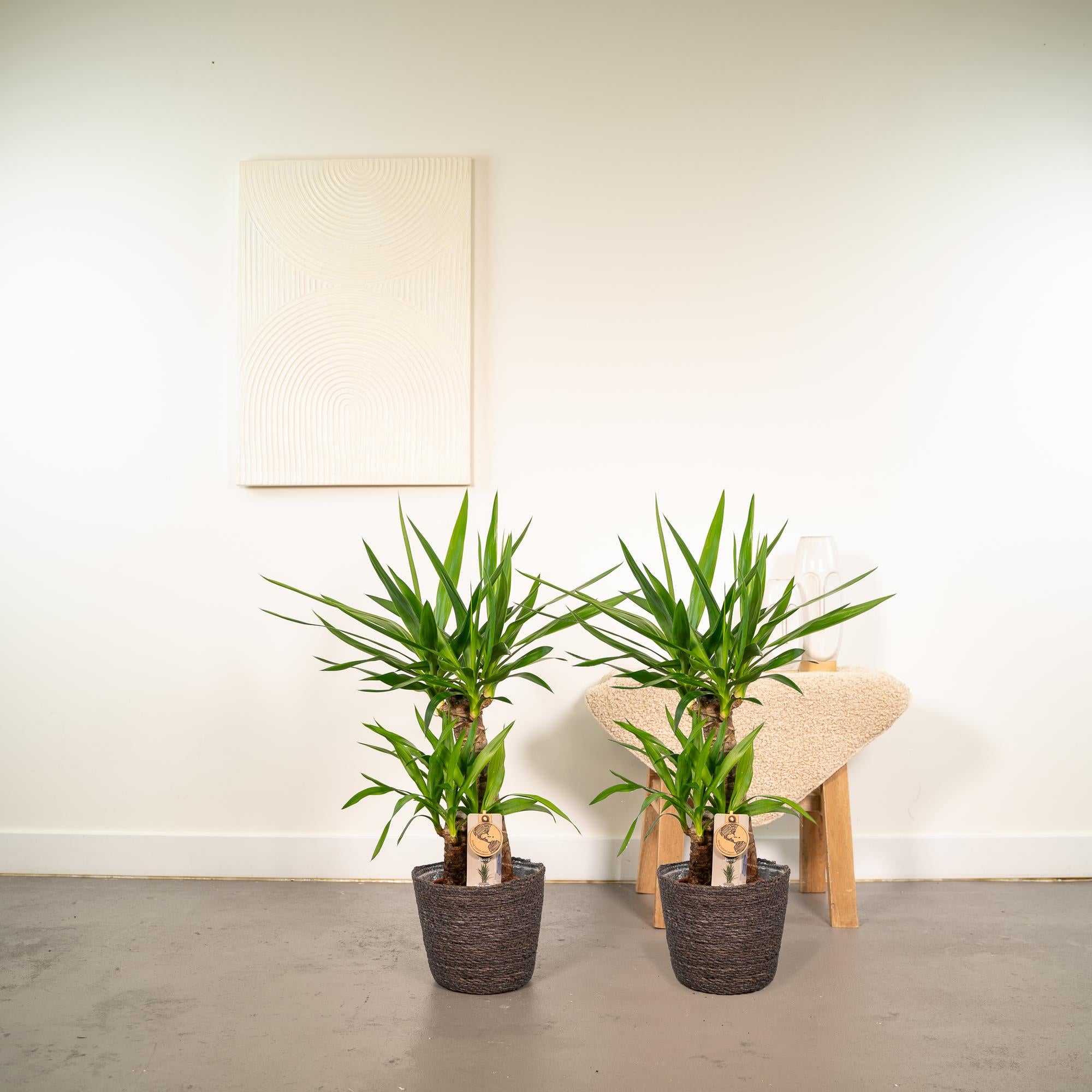 2x Yucca – 90cm – Ø17cm - Botanic-Vibes