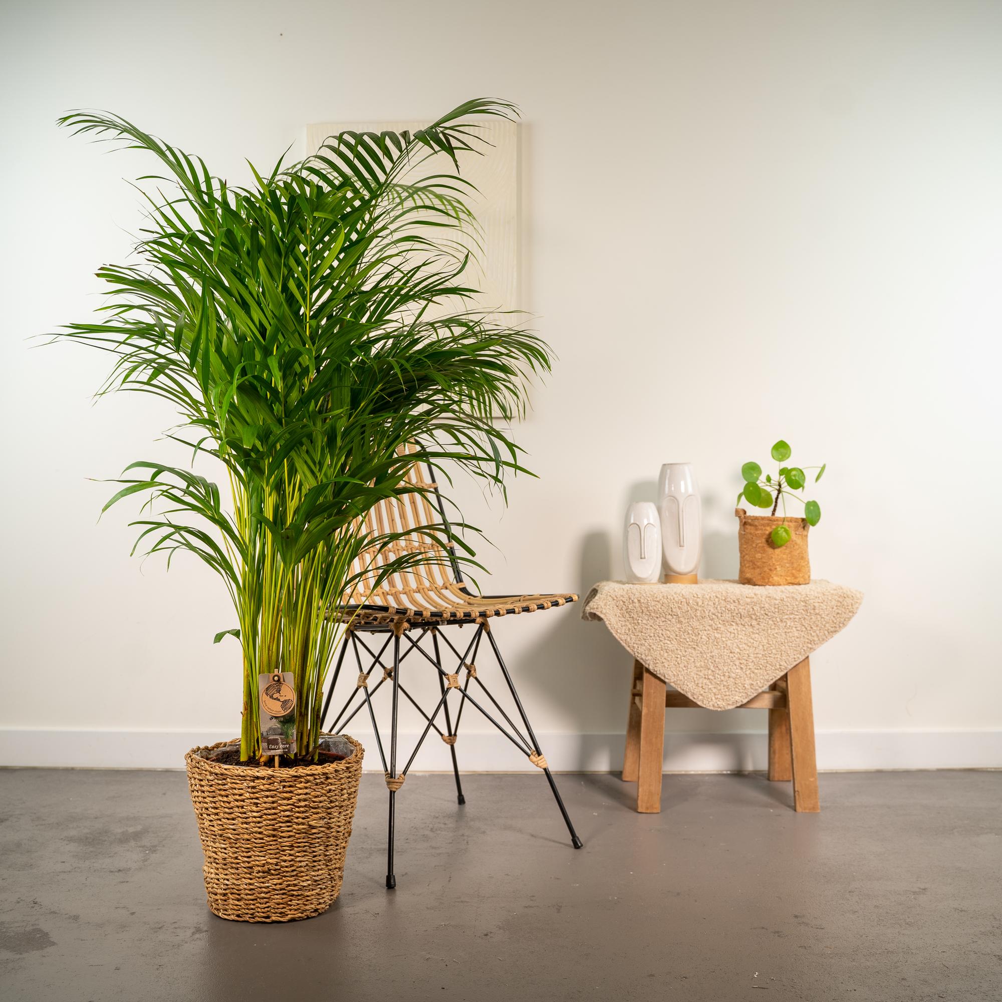 Areca mit Korb – 130 cm – Ø24 - Botanic-Vibes