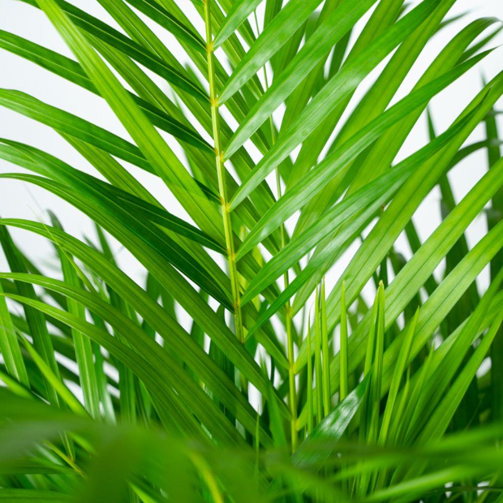 Areca mit Korb – 130 cm – Ø24 - Botanic-Vibes