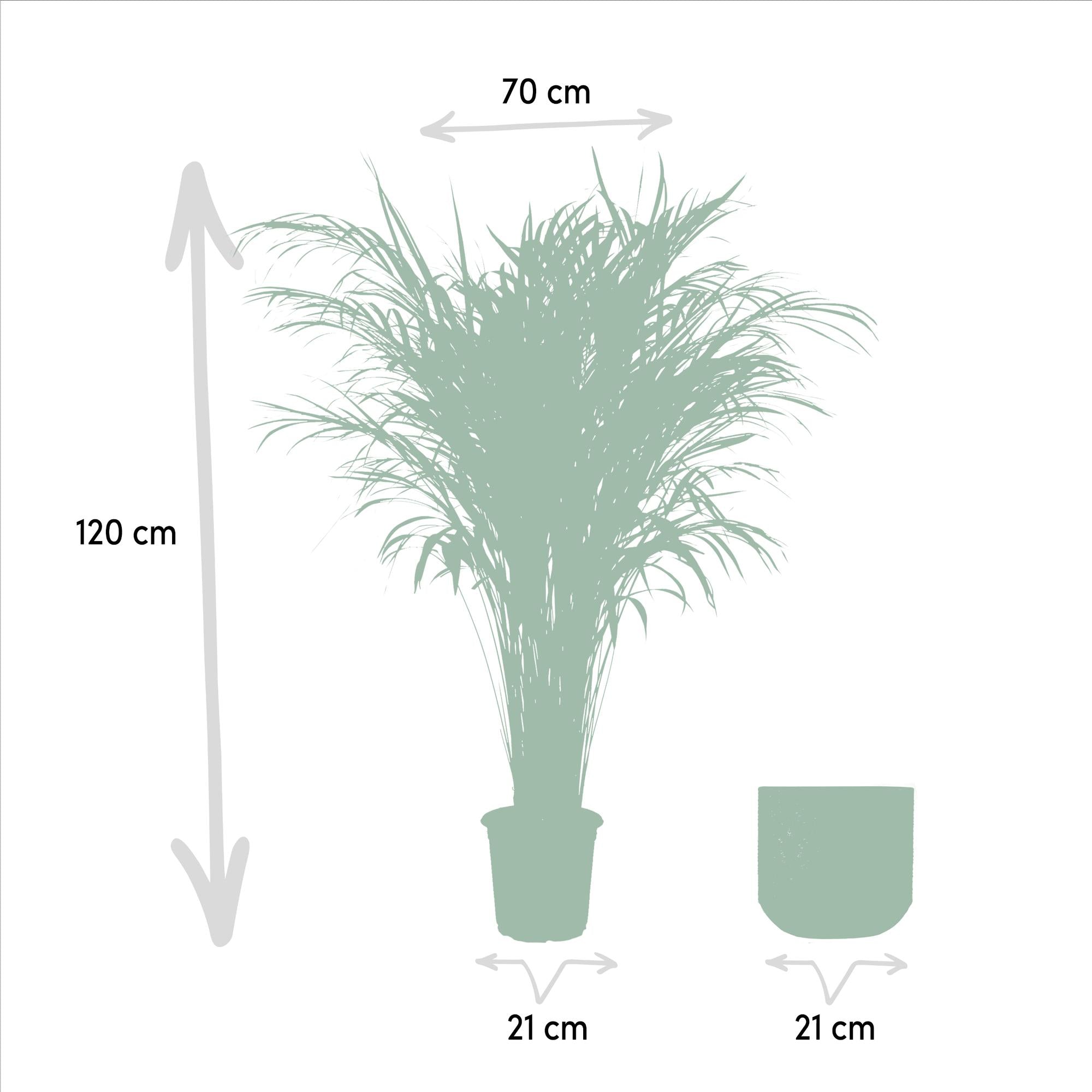 Areca-Palme mit Topf – 110 cm – Ø21 - Botanic-Vibes
