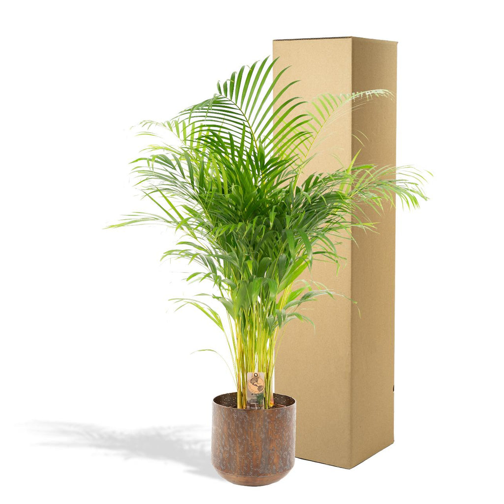 Areca-Palme mit Topf – 110 cm – Ø21 - Botanic-Vibes