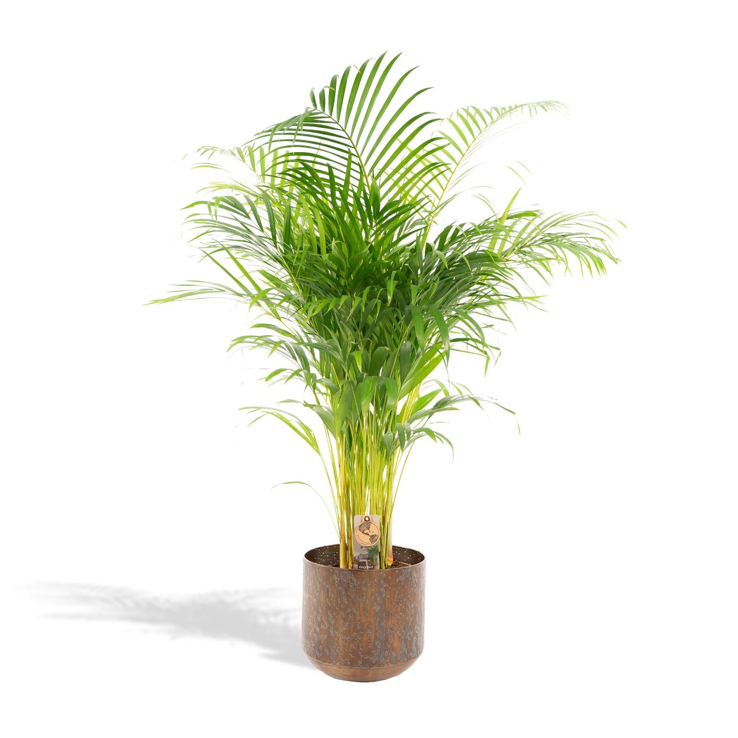 Areca-Palme mit Topf – 110 cm – Ø21 - Botanic-Vibes