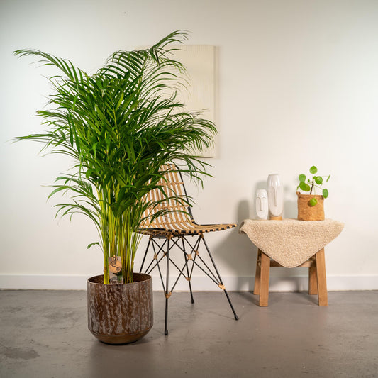Areca-Palme mit Topf – 130 cm – Ø24 - Botanic-Vibes
