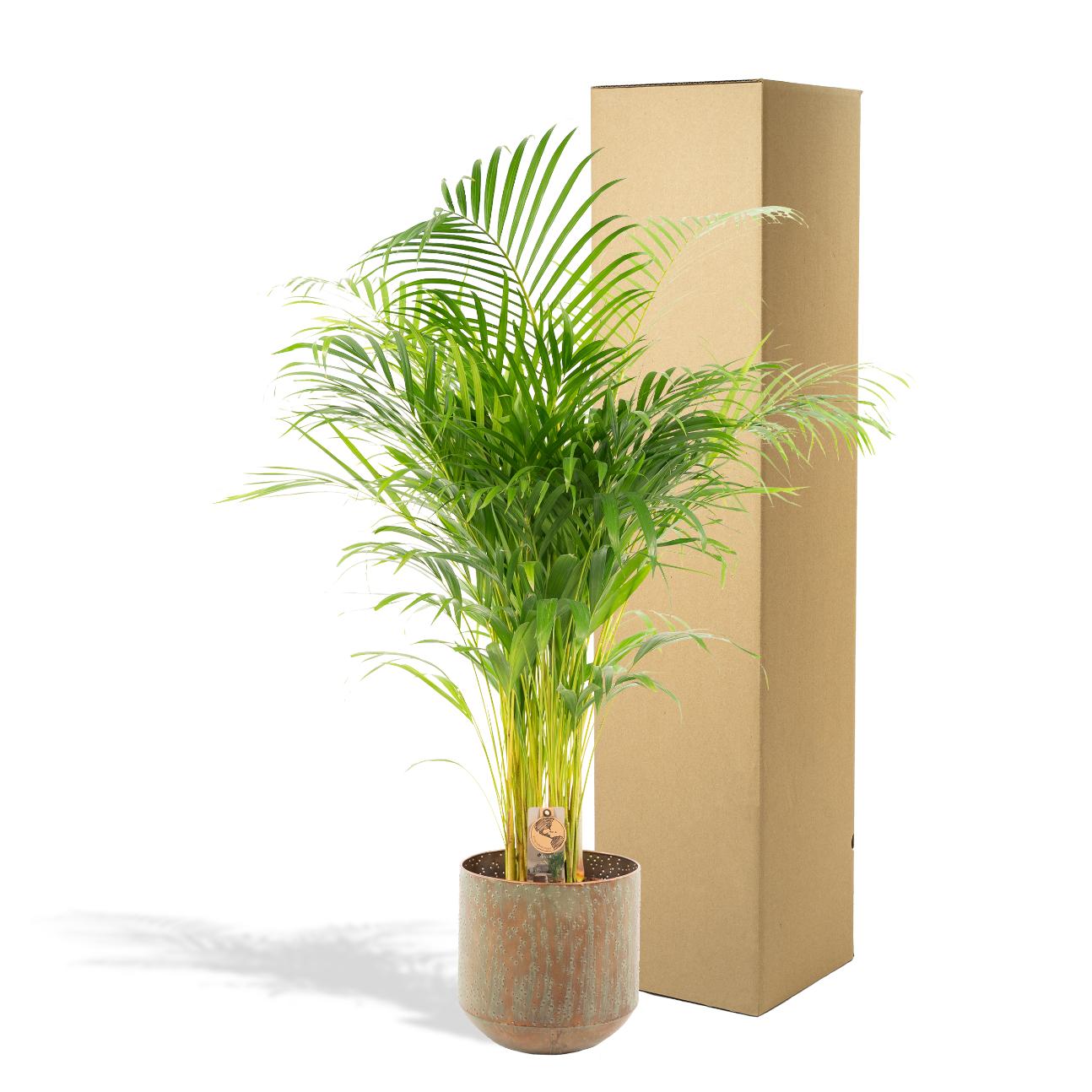 Areca-Palme mit Topf – 130 cm – Ø24 - Botanic-Vibes
