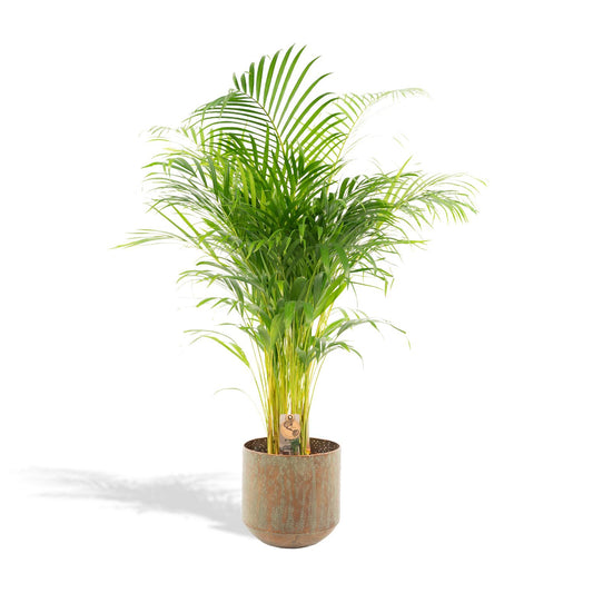 Areca-Palme mit Topf – 130 cm – Ø24 - Botanic-Vibes