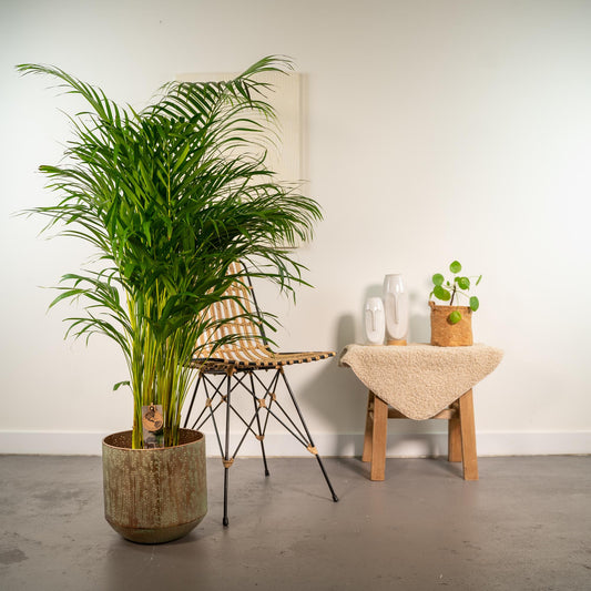 Areca-Palme mit Topf – 130 cm – Ø24 - Botanic-Vibes