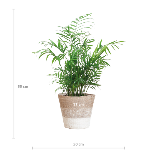Chamadorea Elegans mit Korb Lissabon weiß - 55cm - Ø17 - Botanic-Vibes