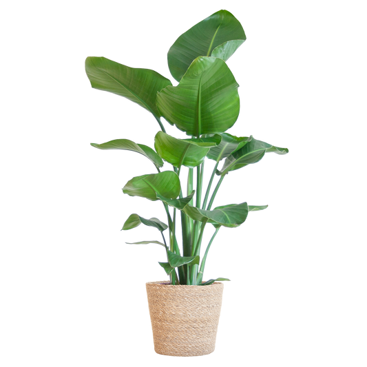 Strelitzia Nicolai mit Korb Sofia natur - 80cm - Ø21 - Botanic-Vibes