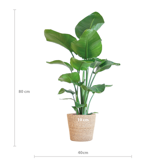 Strelitzia Nicolai mit Korb Sofia natur - 80cm - Ø21 - Botanic-Vibes