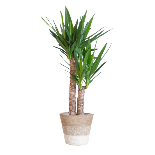 Yucca Elephantipes mit Korb Lissabon weiß - 90cm - Ø21 - Botanic-Vibes