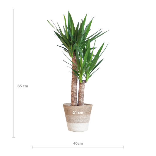 Yucca Elephantipes mit Korb Lissabon weiß - 90cm - Ø21 - Botanic-Vibes