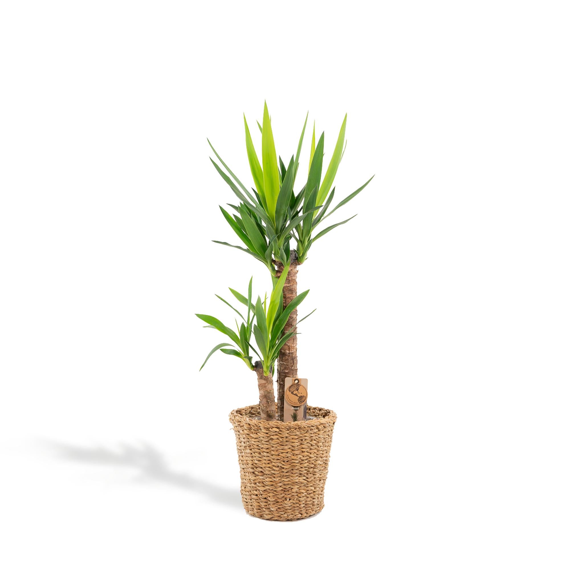 Yucca mit Korb – 100cm – Ø21cm - Botanic-Vibes