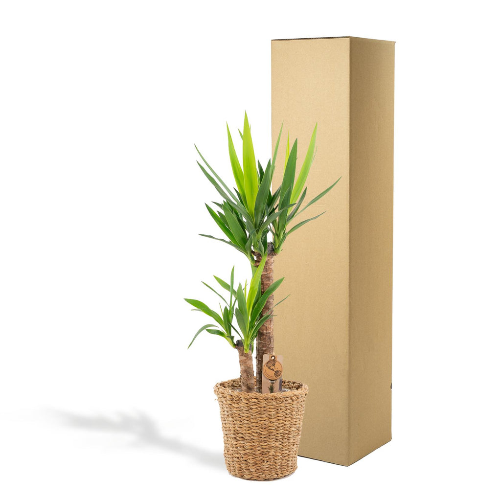 Yucca mit Korb – 100cm – Ø21cm - Botanic-Vibes