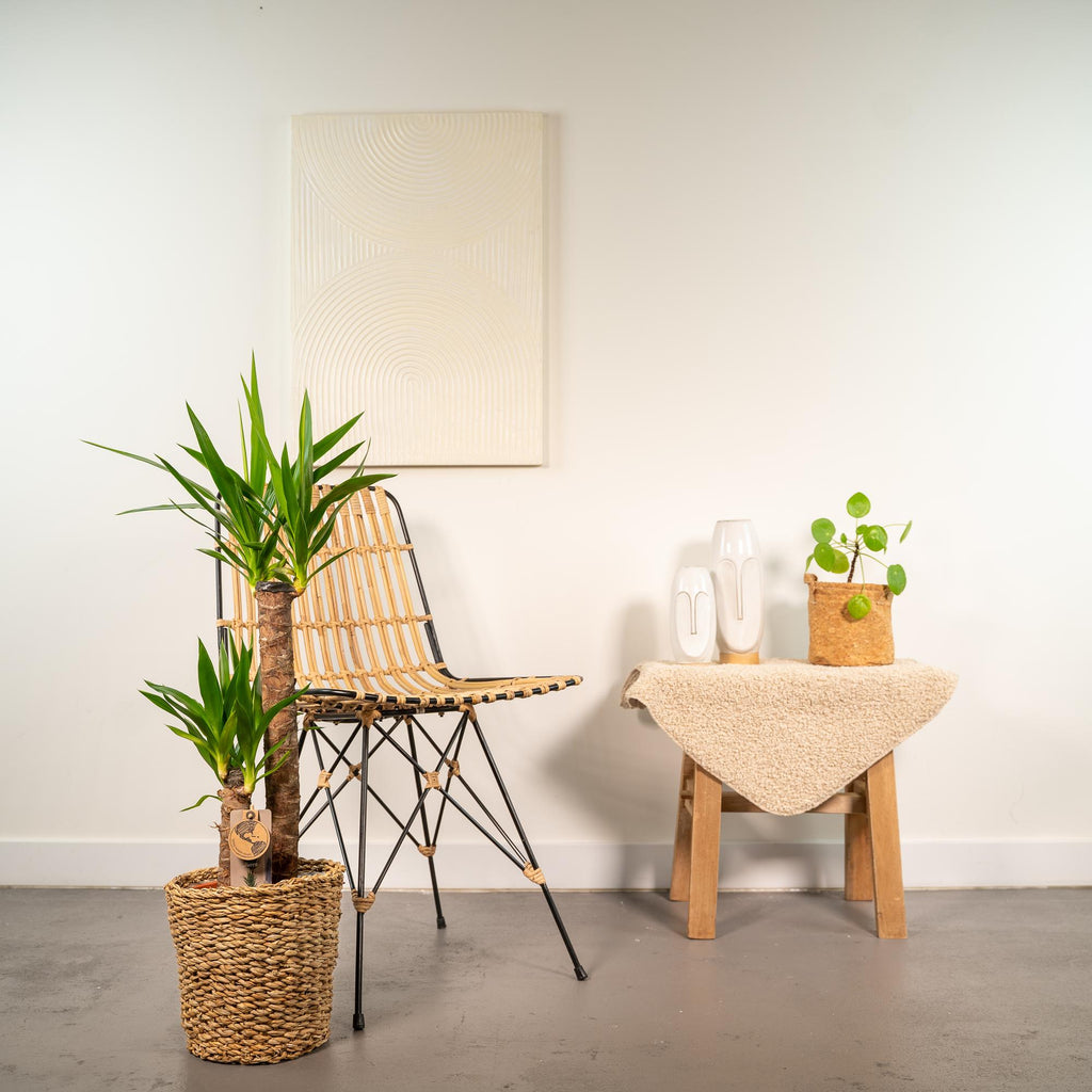 Yucca mit Korb – 100cm – Ø21cm - Botanic-Vibes