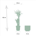 Yucca mit Topf – 100cm – Ø21cm - Botanic-Vibes