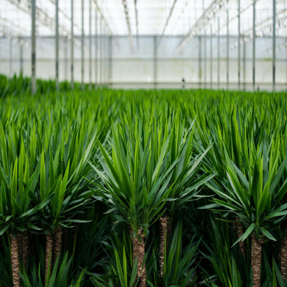 Yucca mit Topf – 100cm – Ø21cm - Botanic-Vibes