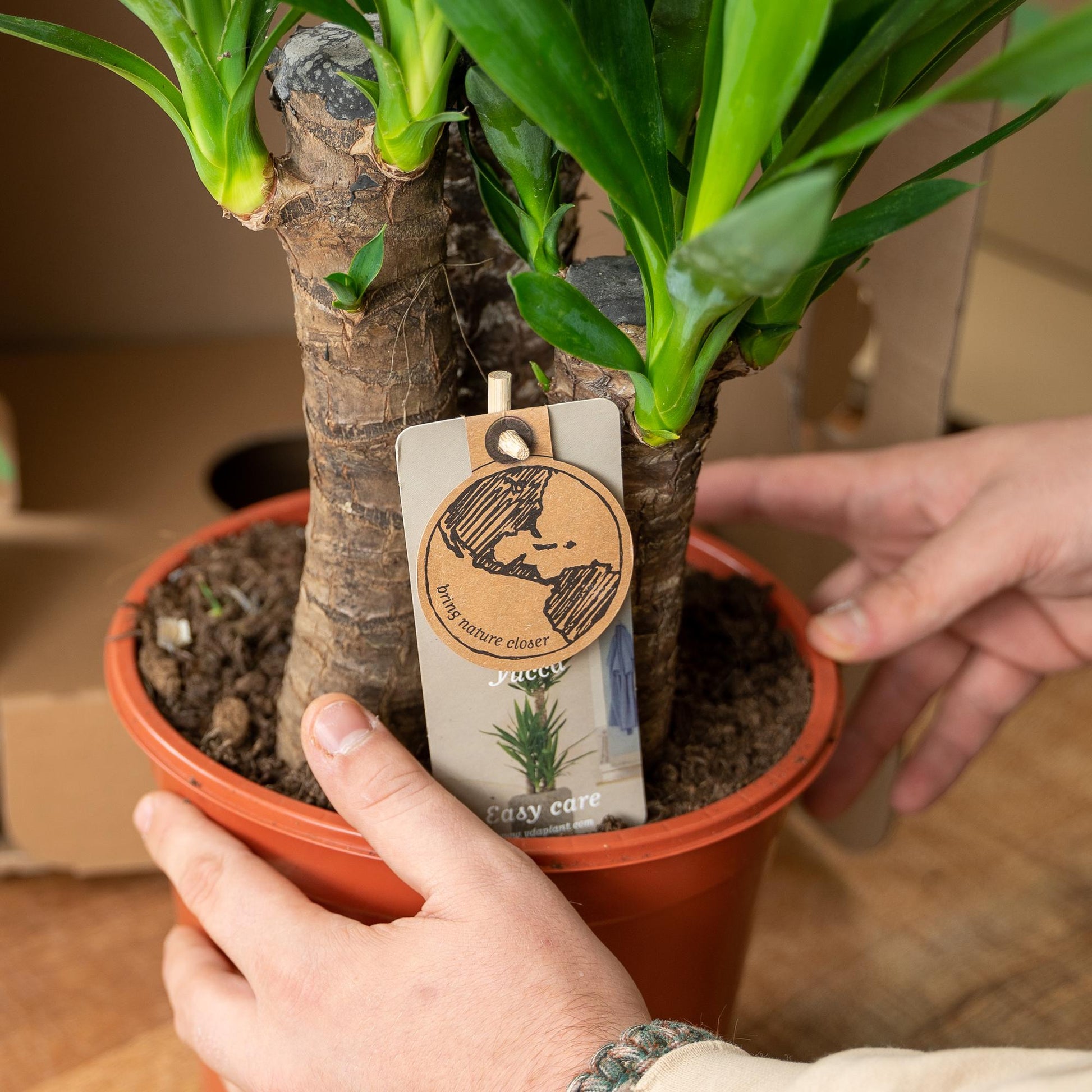 Yucca – Ø17cm – 90cm - Botanic-Vibes