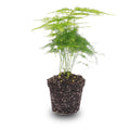 Asparagus - Potsize 6 Cm - 15-20 Cm High