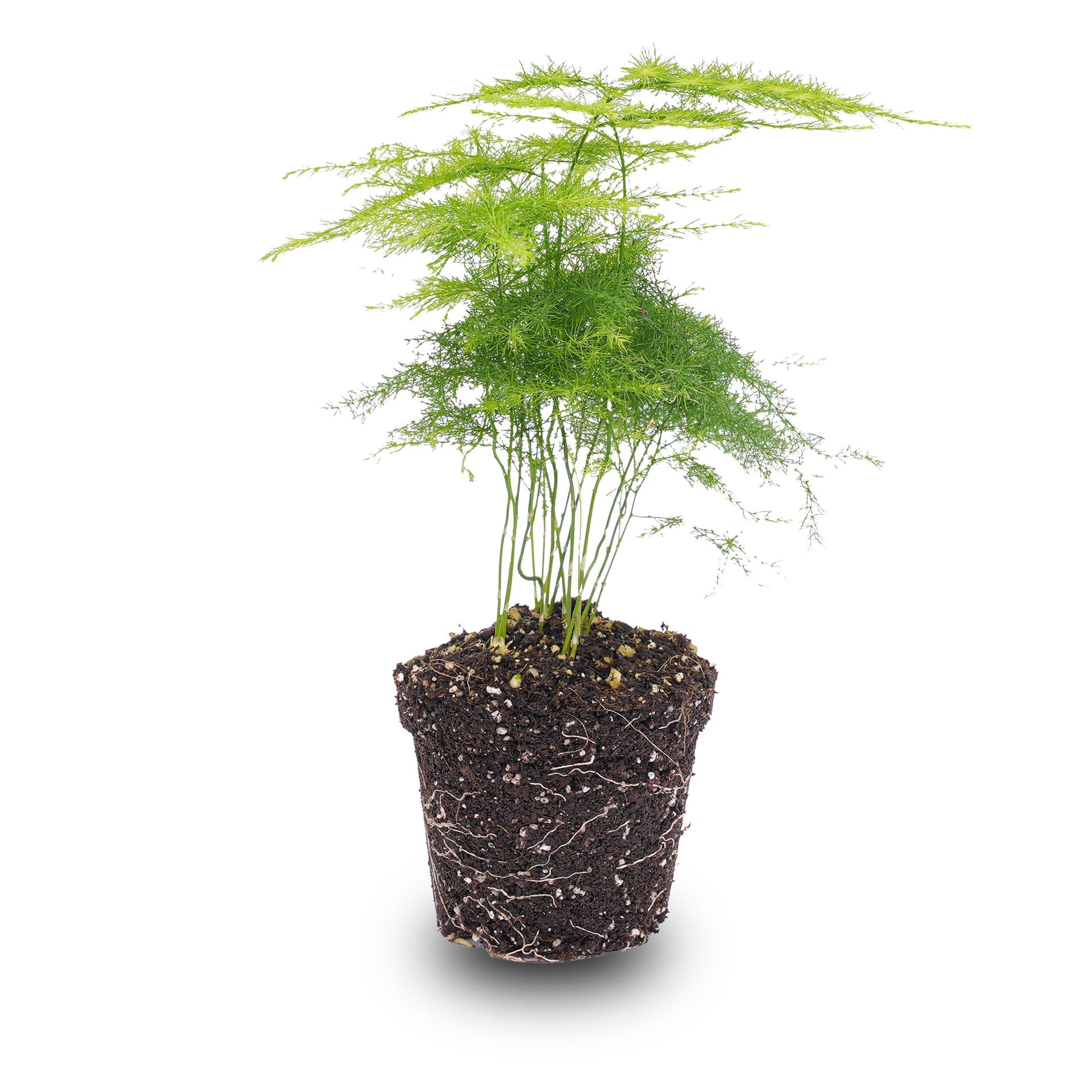 Asparagus - Potsize 6 Cm - 15-20 Cm High