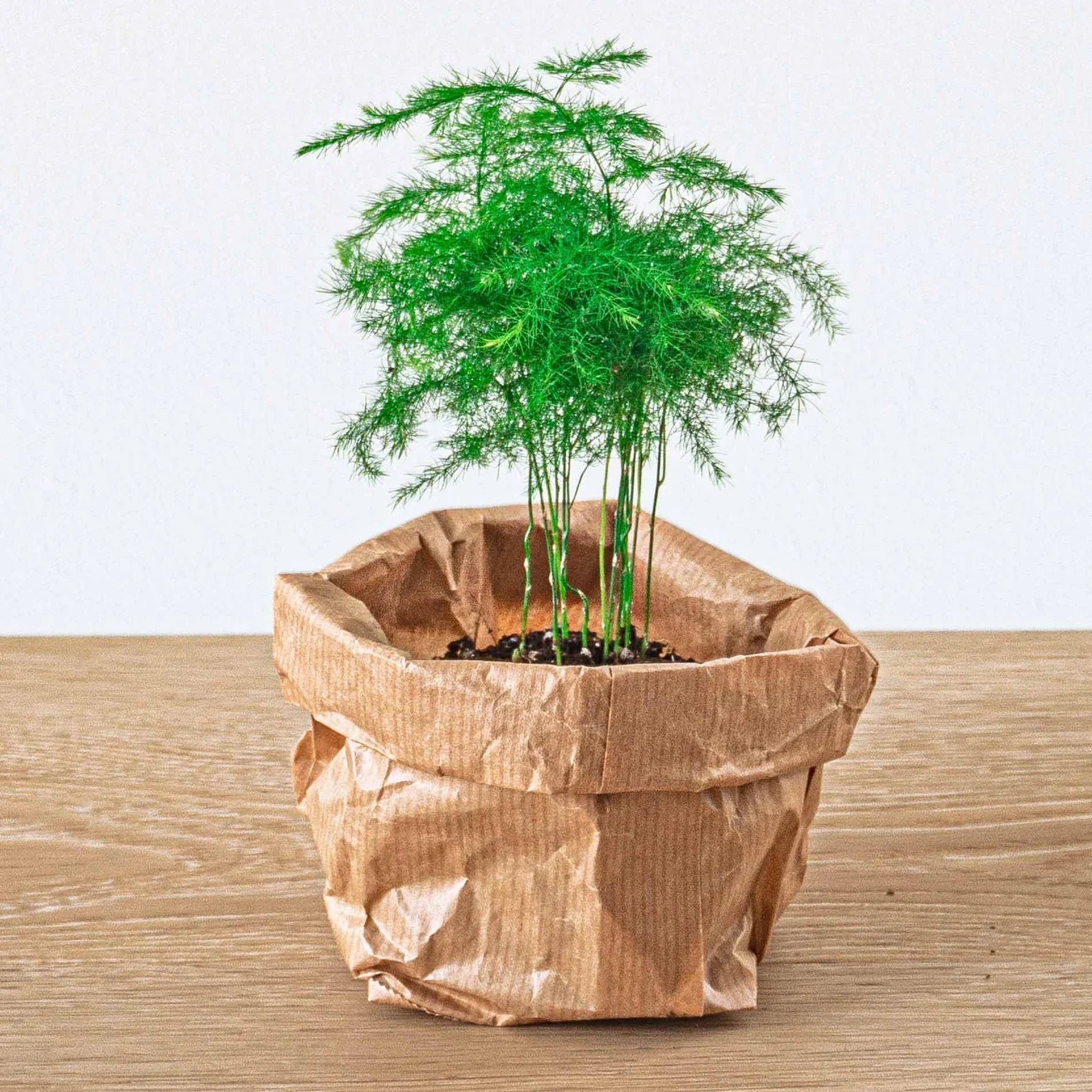 Asparagus - Potsize 6 Cm - 15-20 Cm High