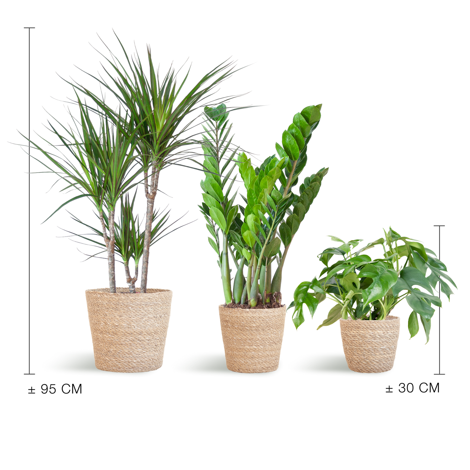 Schattenpflanzkasten - medium - mit Korb Sofia - Botanic-Vibes