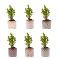 Mini Christmas Tree Set 6 - Includes Pot Set Madrid
