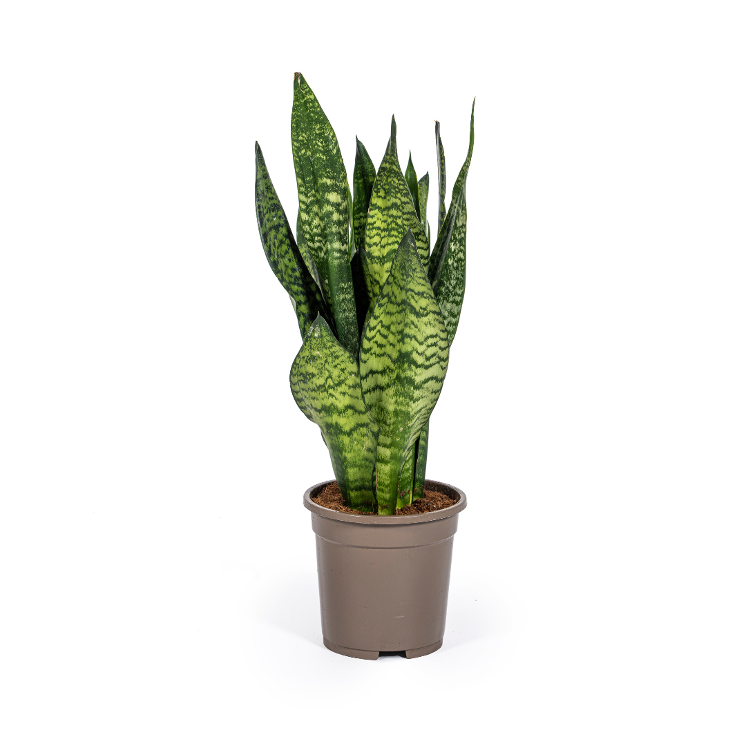 Sansevieria Trifasciata Zeylanica Compacta Ø17cm - ↕55 - 65cm - Botanic-Vibes