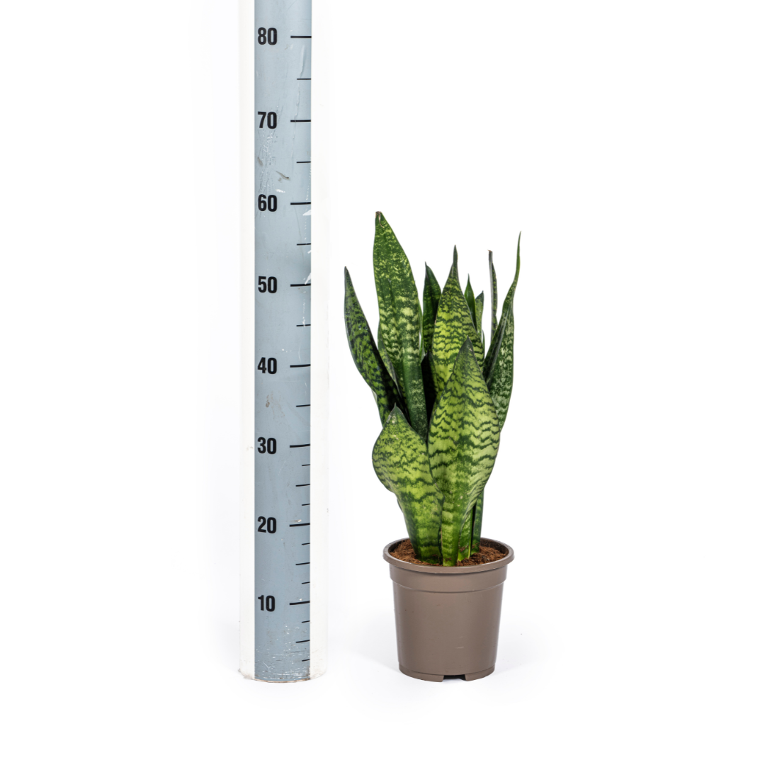 Sansevieria Trifasciata Zeylanica Compacta Ø17cm - ↕55 - 65cm - Botanic-Vibes