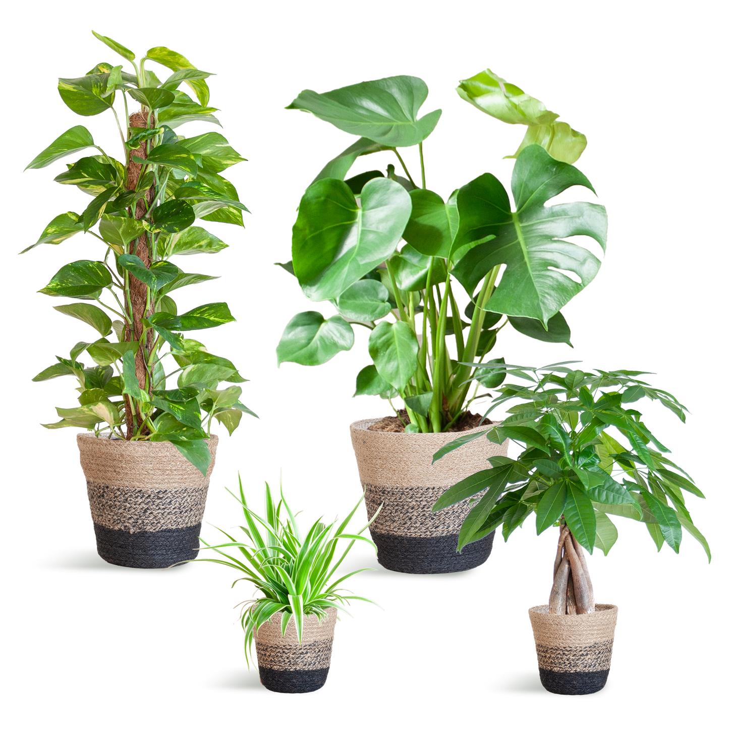 Pflegeleichter Pflanzkasten – medium – mit Korb Lissabon schwarz - Ø12 - Botanic-Vibes
